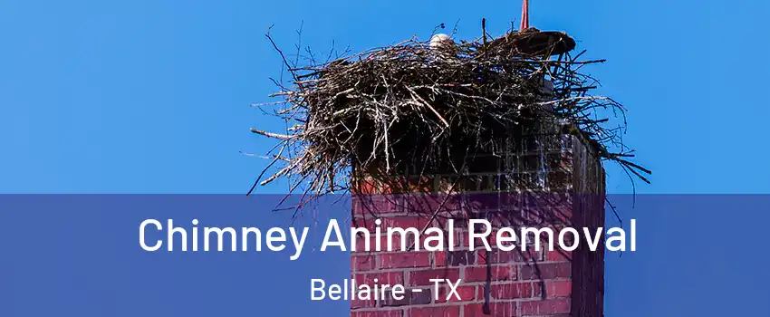 Chimney Animal Removal Bellaire - TX